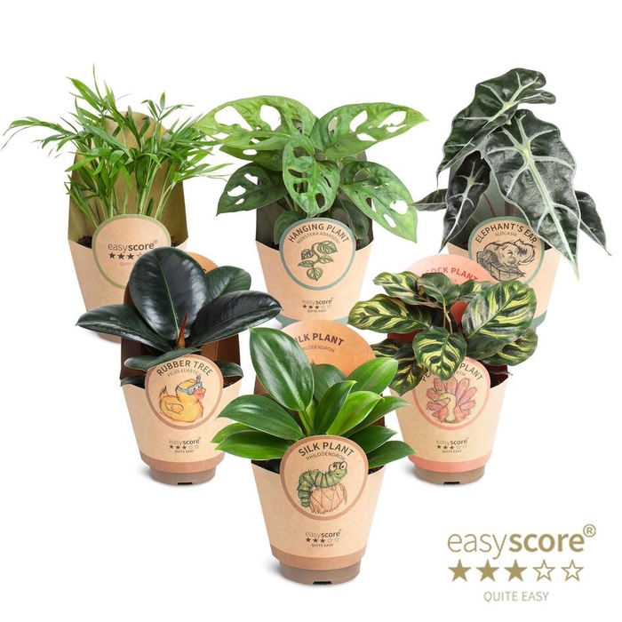 <h4>Green Collection</h4>