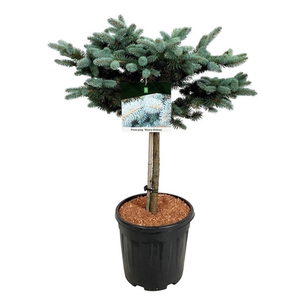 <h4>Picea pung. 'Glauca Globosa'</h4>