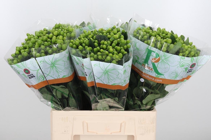 <h4>Hyp Mag Mirage</h4>