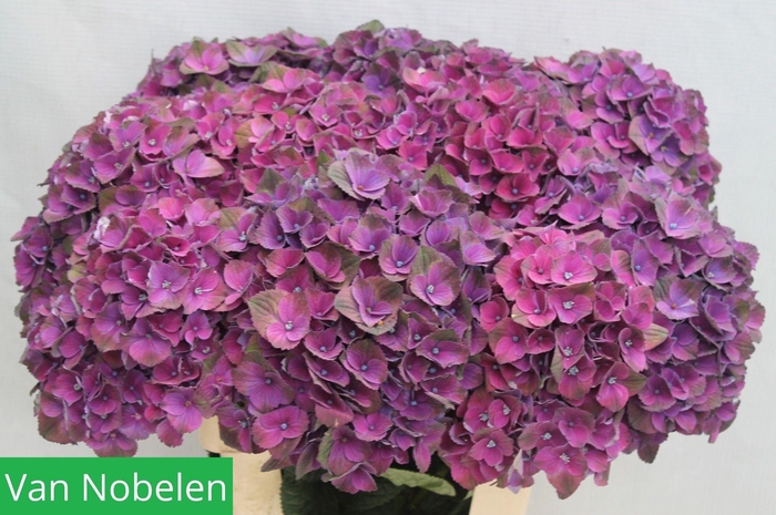 <h4>HYDR M MAG MISTRAL</h4>