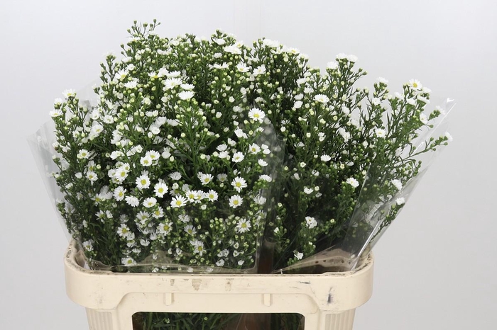 <h4>Aster Paquita</h4>