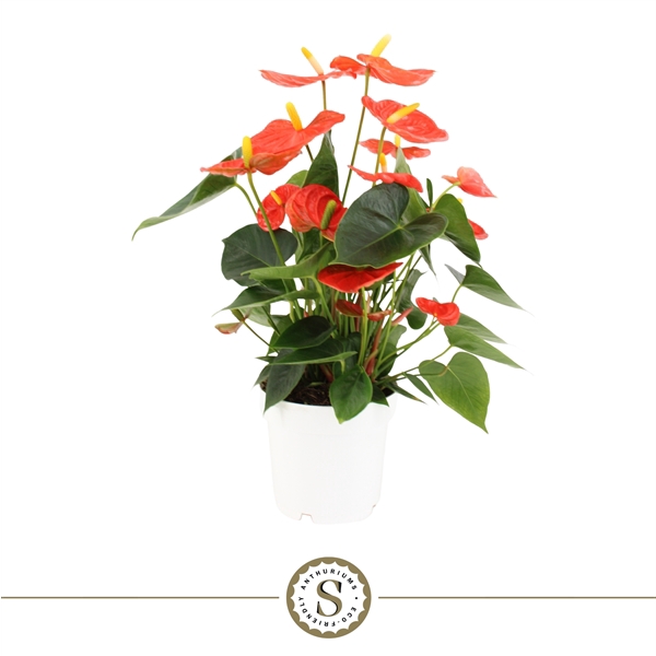 <h4>Anthurium Orange Champion 14cm</h4>