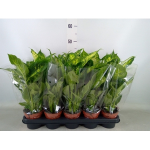 Dieffenbachia  'Compacta'