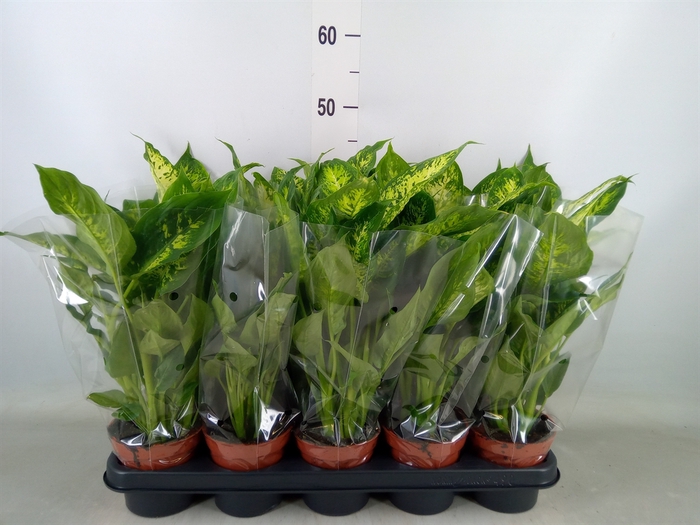 <h4>Dieffenbachia  'Compacta'</h4>