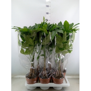 Pachira aquatica