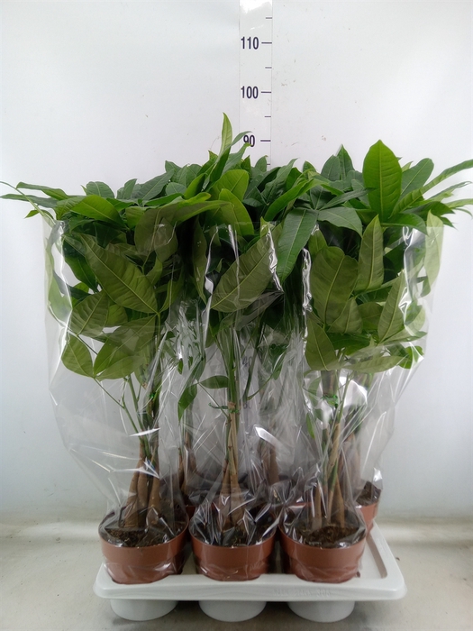 <h4>Pachira aquatica</h4>
