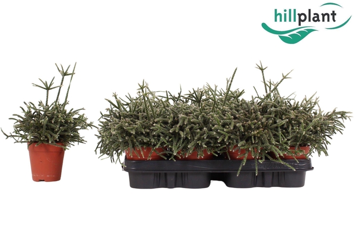 <h4>Rhipsalis pilocarpa D9 cm</h4>