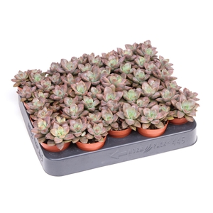 Echeveria   ...