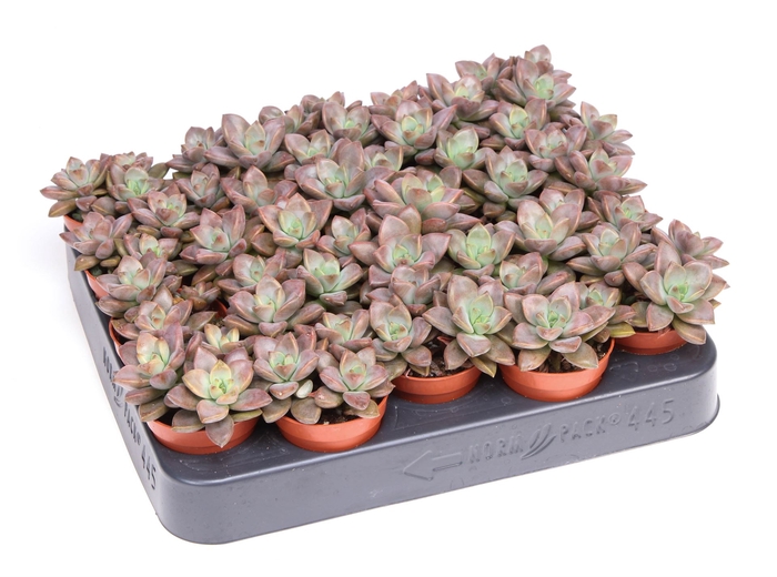 <h4>Echeveria   ...</h4>