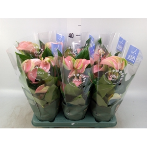 Anthurium  'Karma Pink'