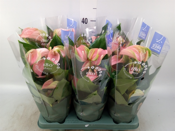<h4>Anthurium  'Karma Pink'</h4>