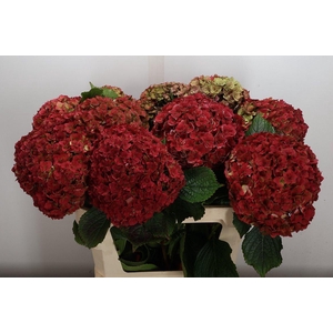 Hydr M Roy Anasta Cl 80-19