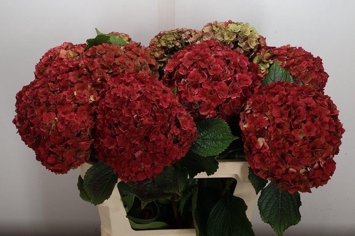 <h4>Hydr M Roy Anasta Cl 80-19</h4>