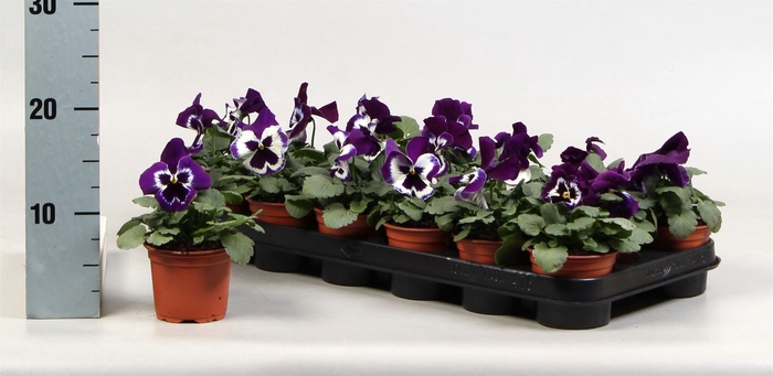 <h4>Viola wr. 'Alpha Red wBlotch'</h4>