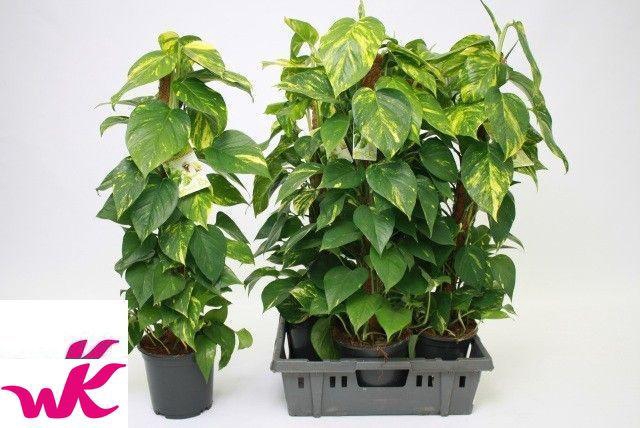 <h4>EPIPR MOSSTOK</h4>