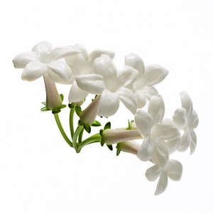 STEPHANOTIS