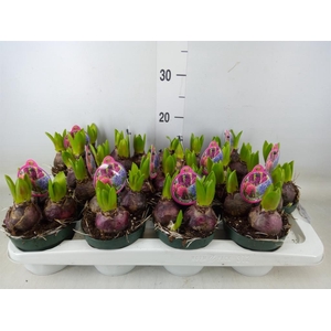 Hyacinthus orie.   ...