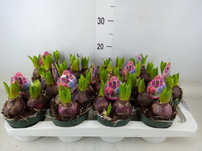 <h4>Hyacinthus orie.   ...</h4>