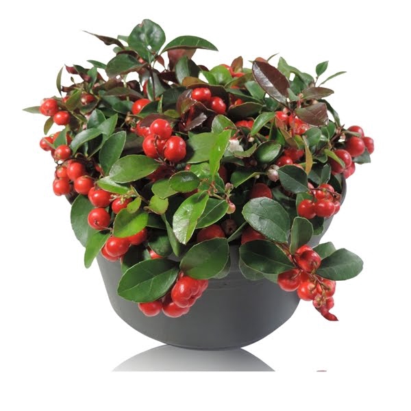 Gaultheria Big Berry in Schaal 19 cm