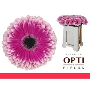 Gerbera Prelude Water / Hoes
