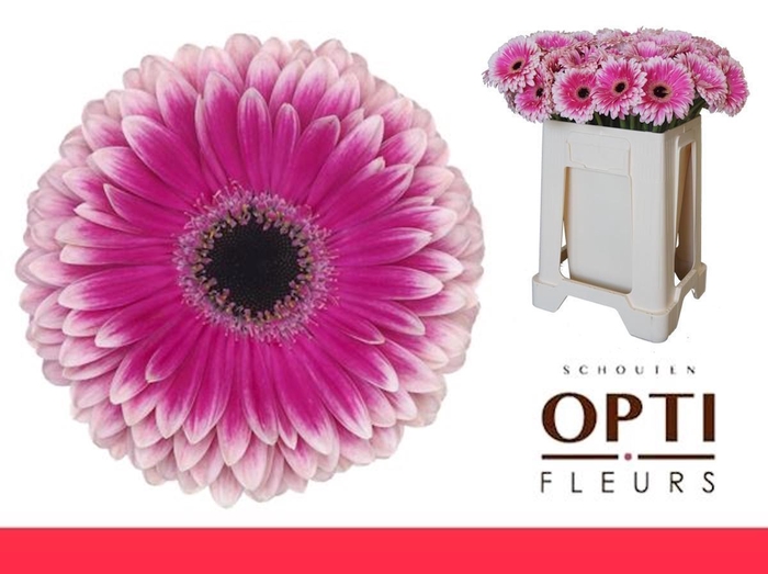 <h4>Gerbera Prelude Water / Hoes</h4>