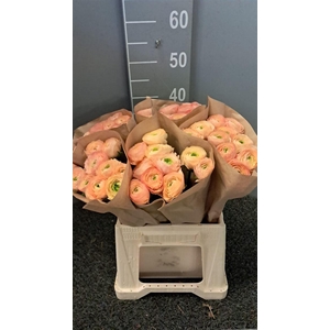 Ran Suc Ex Aragosta Salmone