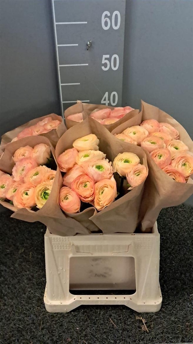 <h4>Ran Suc Ex Aragosta Salmone</h4>