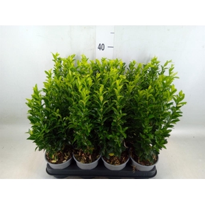 Euonymus japon. 'Green Spire'