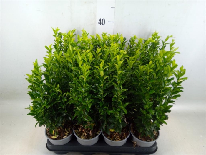 Euonymus japon. 'Green Spire'