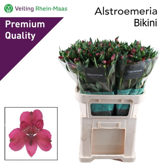 <h4>ALSTR BIKINI</h4>