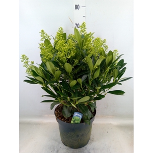 Skimmia jap. 'Finchy'