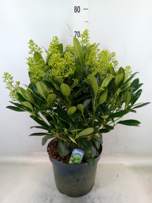 <h4>Skimmia jap. 'Finchy'</h4>