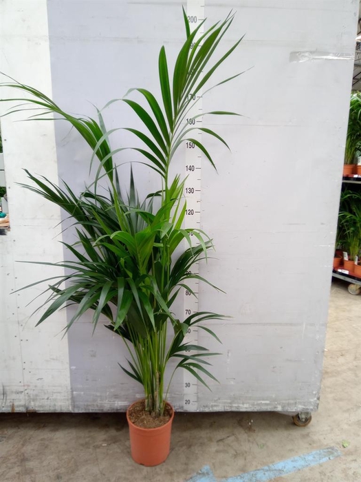 <h4>Howea forsteriana</h4>