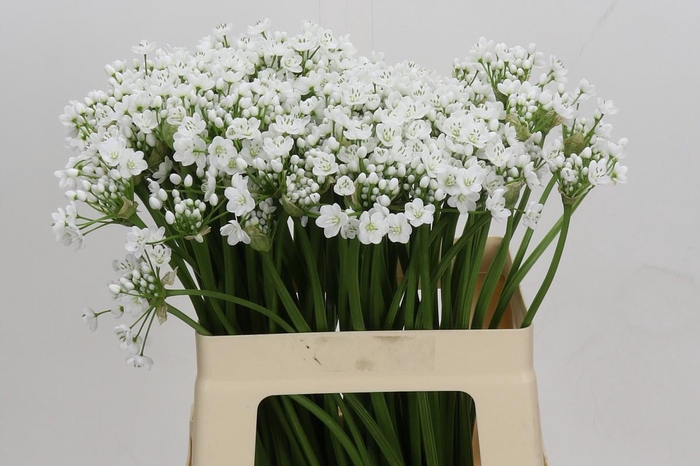 <h4>Allium Flocon</h4>