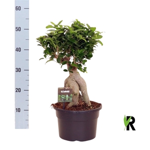 Ficus micr. Ginseng vertakt wortel