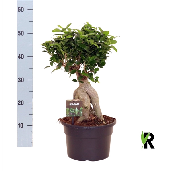 <h4>Ficus micr. Ginseng vertakt wortel</h4>