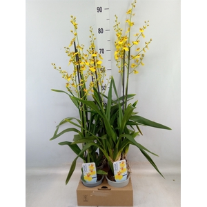 Oncidium   ...