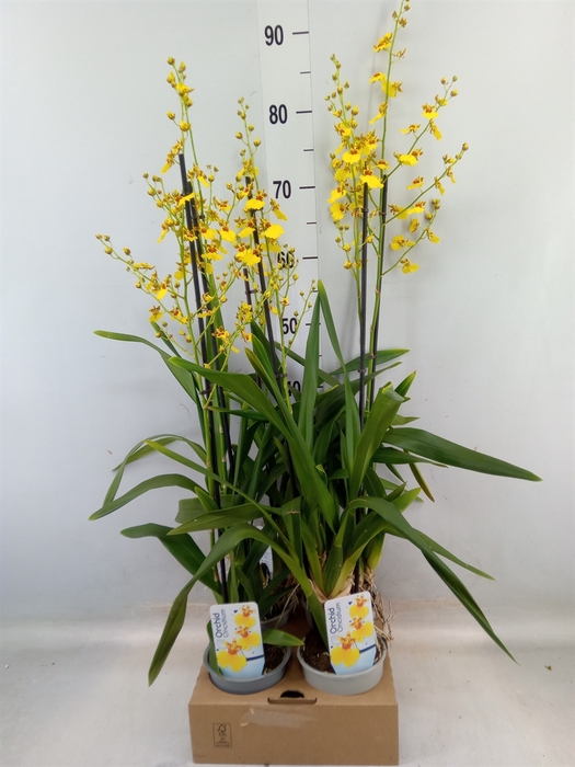 <h4>Oncidium   ...</h4>