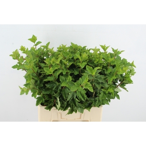 PHYSOCARPUSBLAD GROEN