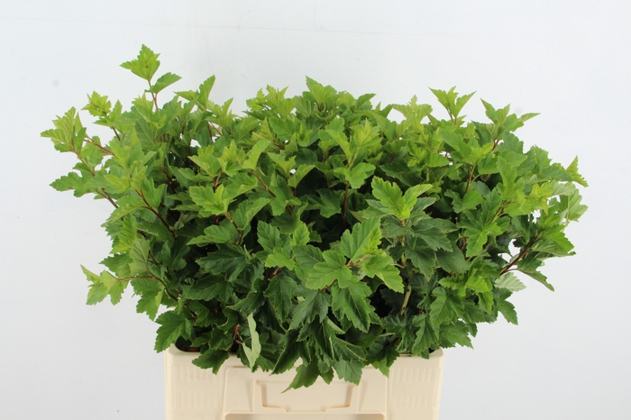 <h4>PHYSOCAR PUSBLAD GROEN</h4>