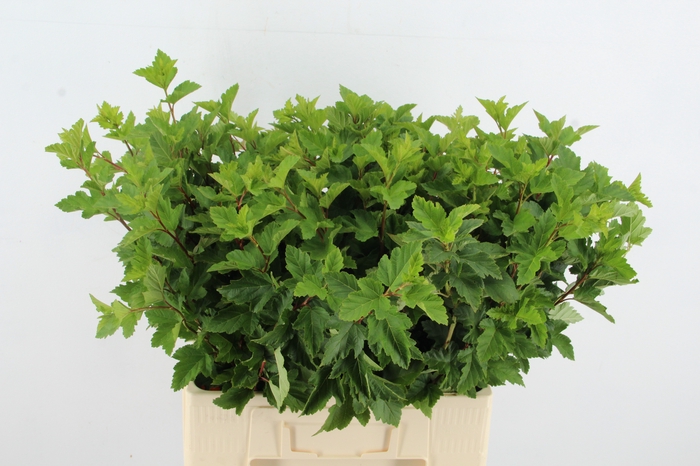 <h4>PHYSOCARPUSBLAD GREEN 060CM</h4>