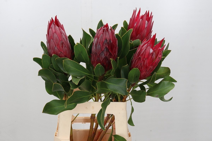 Protea Cynaroides Madiba