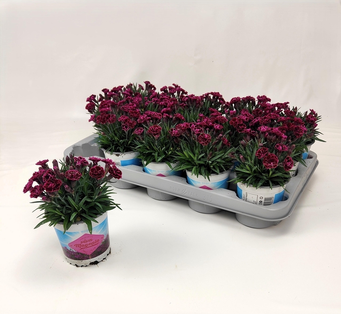 <h4>DIAN VIVA MAGENTA</h4>