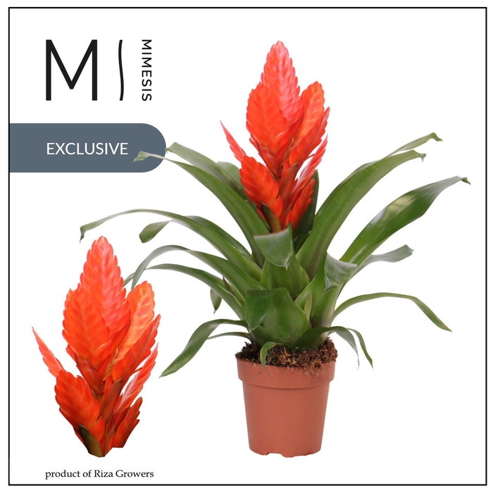 Vriesea Intenso Orange