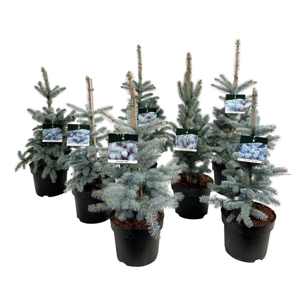 <h4>Mixlaag Picea blauwnaaldig exclusief</h4>