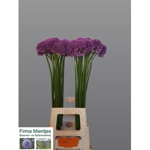 Allium Gladiator