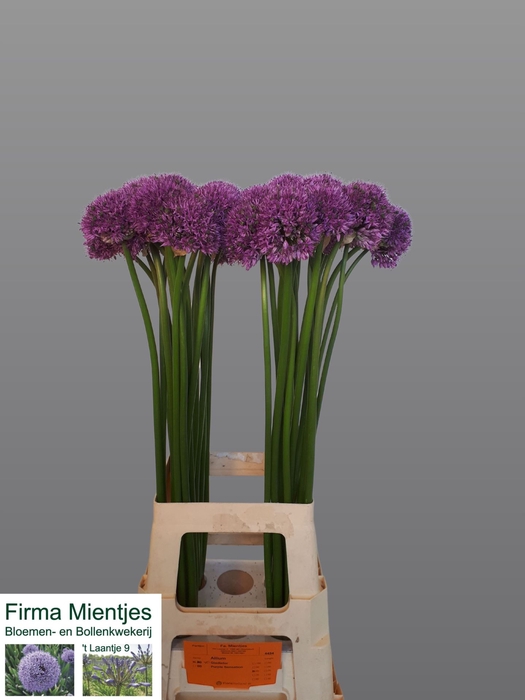 <h4>Allium Gladiator</h4>