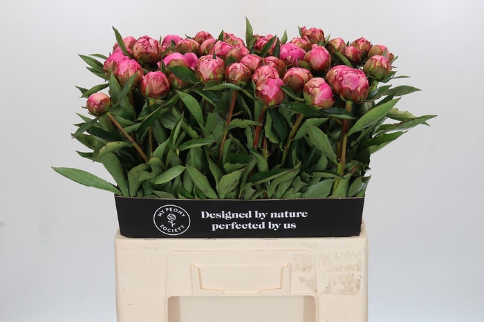 <h4>Paeonia Dr A Fleming</h4>