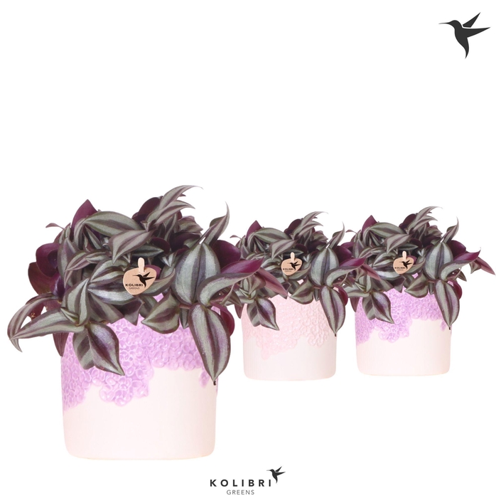 <h4>Kolibri Greens Tradescantia Zebrina in Bloom pot lila mix</h4>