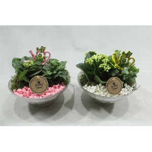 7260 GLAS 20 ROZE/WIT